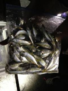 大蔵海岸　夜のサビキ釣りで豆アジ多数
