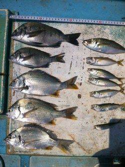 福良湾　かかり釣りでチヌ・キビレ・アジの釣果