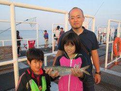 尼崎市魚つり公園、連休最終日はサビキが絶好調でした！