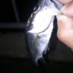 豊岡で約20cmのセイゴが釣れました