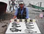 黒島の磯でグレ・チヌ・カスゴ