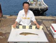 黒島の筏　のませ釣りでマゴチ50cm