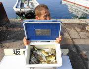 黒島の磯　グレと良型アイゴの釣果