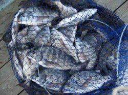 今日の宮崎沖カセは魚種豊富に釣れました