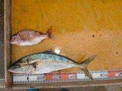 三尾の磯　カゴ釣りでもヒラマサの釣果あり