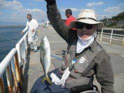 大阪南港海釣り公園、サビキでアイゴが良く釣れています♪