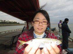尼崎市魚つり公園　サビキのアジの他　セイゴなども楽しめる
