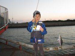 尼崎市魚つり公園　サビキでイワシ・アジ・サッパなどの釣果