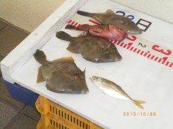 姫路市立遊魚センター　20㎝前後のカワハギの釣果