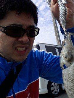 深日漁港　エギングでアオリイカ狙いもコウイカがヒット☆　コウイカも当たり年か