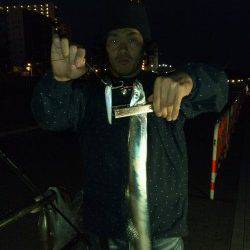 大阪南港サビキでアジ・ワインドで太刀魚の釣果