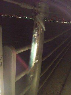 大阪南港でワインド、割りとコンスタントに手前で釣れました