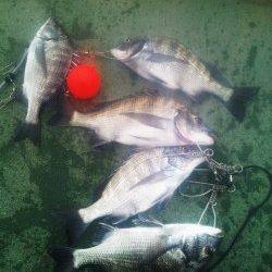 田ノ浦で紀州釣り、順調に5枚のチヌが釣れました♪