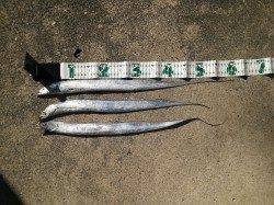 南塩谷で太刀魚、指三本サイズ【アタリは多かったです】