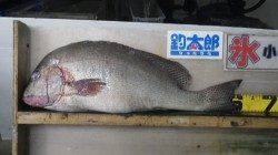 堺漁港　フカセでコロダイ62cm