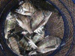 宮崎沖カセのチヌ　食いよく数釣れてます