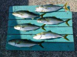 神谷漁港、かご飲ませ釣りでハマチ6匹GET！