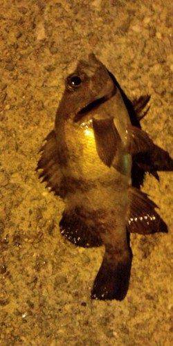 垂水漁港でのアジング、ボトムでメバルが釣れました
