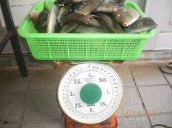 姫路市立遊漁センター　ウキ釣りでウマヅラ30尾の釣果も