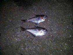 小島へメバルを狙いに夜釣りに行ってきました