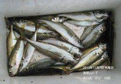 津居山にてアジ50匹の釣果