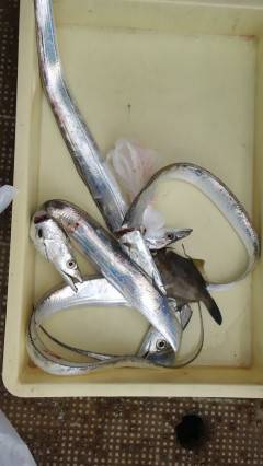 キビナゴのウキ釣り&ドジョウの引き釣りでタチウオ