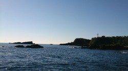 太地港　渡船利用でフカセ釣り　グレ＆シマアジで満足釣行