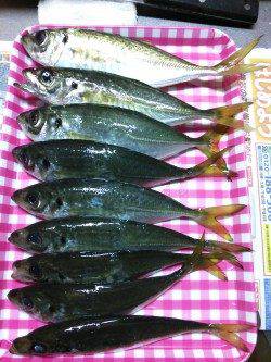 久美浜アジング釣行　アジのサイズは20～25cm