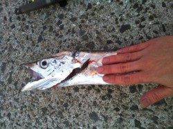 貝塚で太刀魚のキビナゴ釣り　惜しい99cmの指4本サイズ！