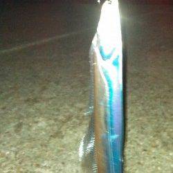 夜３時頃からワインドで太刀魚を狙いました