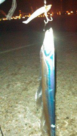 夜３時頃からワインドで太刀魚を狙いました