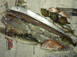 とっとパーク小島　タチウオ・アオリ・アジなどで魚種豊富な釣果