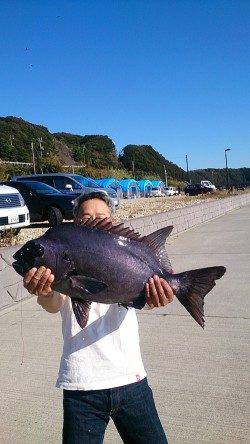 串本の磯　石鯛68.5cmの超大型！