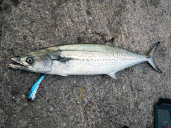 姫路西部、ショアジギングでサゴシの釣果