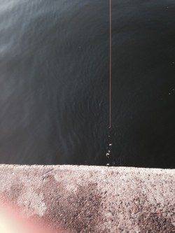 武庫川河口　サビキでのアジ狙いは不発　カタクチイワシの釣果