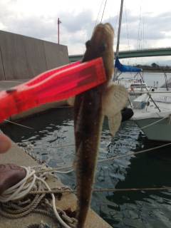 岡田浦漁港、アジングでボトムを攻めてコチの釣果