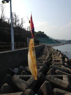 谷川漁港、雨上がりで濁った状況でのエギング釣果