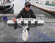 1.2kgのアオリイカ☆黒島の磯のヤエン釣り