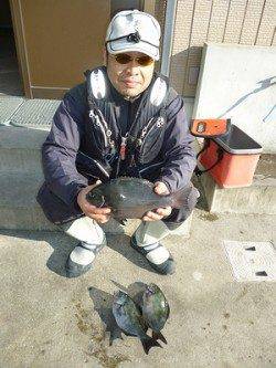 湯浅の磯フカセ釣りでグレ43匹！
