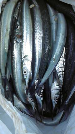 沖一文字北、サヨリをはじめ色々な魚種が釣れています！