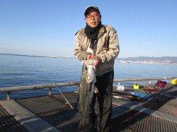 尼崎市魚つり公園　のませ釣りでブリ＆スズキ！　チヌやセイゴの釣果も