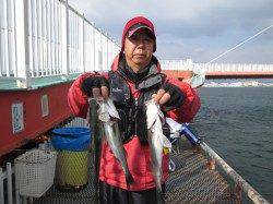 尼崎市魚つり公園　ウキ釣りでセイゴ楽しめる　サビキの釣果も