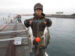 サビキでアジ以外の魚が釣れています　尼崎市魚つり公園