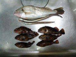 貝塚　ウキ釣りでガシラ＆シログチ　ブッコミでアナゴの釣果