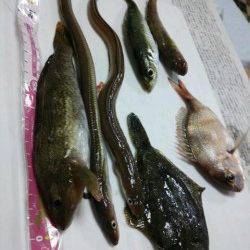須磨港内で投げ釣り、結果としては六目達成