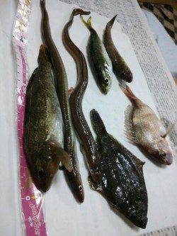 須磨港内で投げ釣り、結果としては六目達成