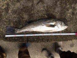 柴山港　波が高い中でもカゴ釣りで70cmのスズキ