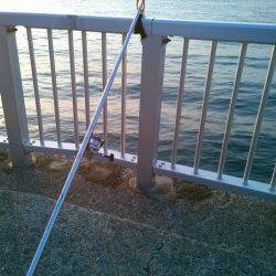 明石港　オールナイトの投げ釣り釣行もガシラ18cm