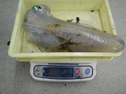 口和深の地磯　ウキ釣りでアオリイカ1.3kg