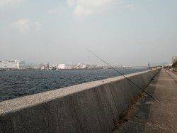武庫川河口、20センチ級のとても大きなハゼ
